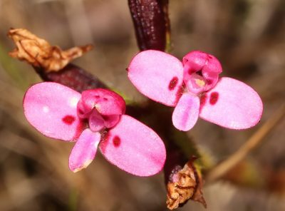 Disa glandulosa, photographed by Brian du Preez