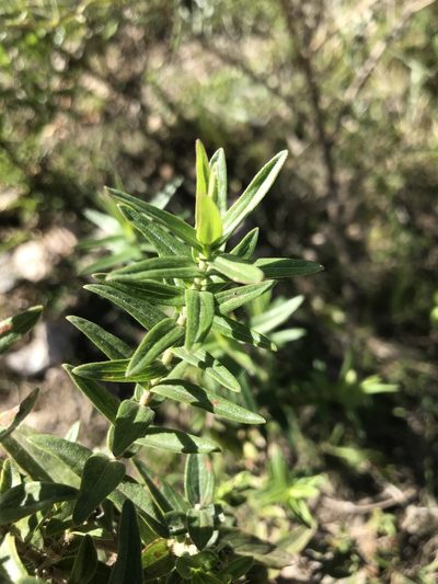 Campovassouria cruciata, photographed by Gabriel Laufer