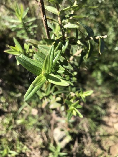 Campovassouria cruciata, photographed by Gabriel Laufer