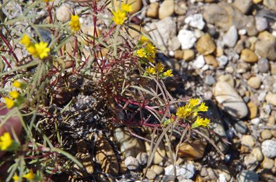 Pectis angustifolia, photographed by Eric Knight