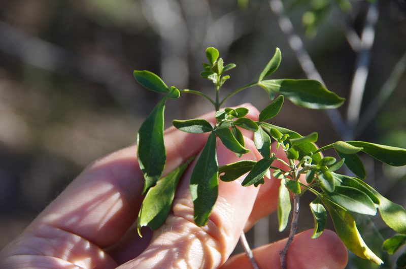 Helietta parvifolia, photographed by Eric Knight