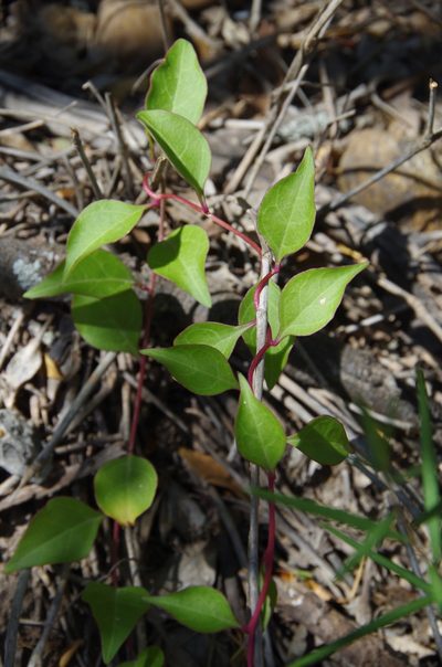 Anredera vesicaria, photographed by Eric Knight