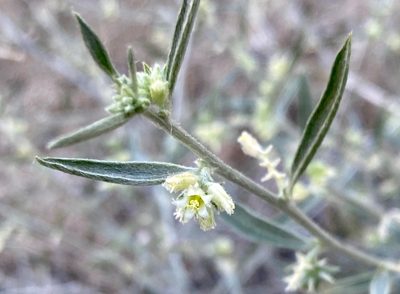 Argythamnia argentea, photographed by desertnaturalist