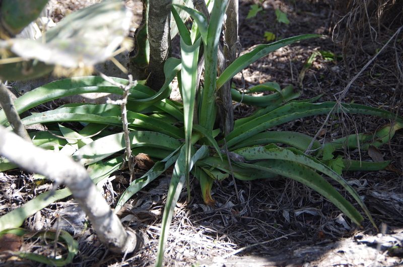 Agave sileri, photographed by Eric Knight