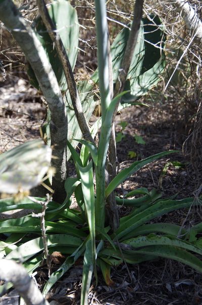 Agave sileri, photographed by Eric Knight