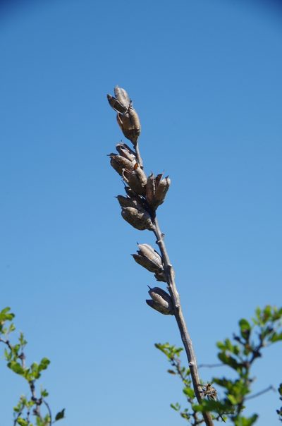 Agave sileri, photographed by Eric Knight