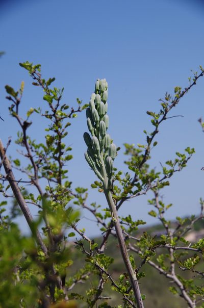Agave sileri, photographed by Eric Knight