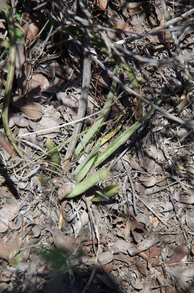 Agave longiflora, photographed by Eric Knight