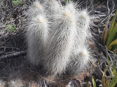 Echinocereus longisetus, photographed by Luis Fuentes Castillo