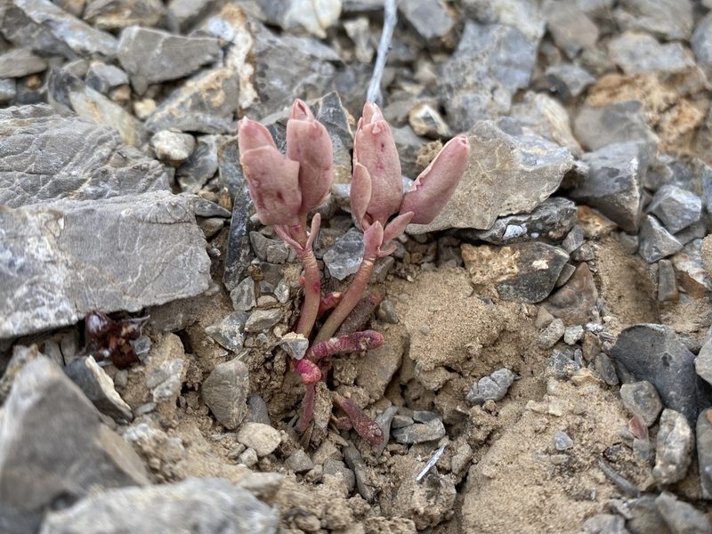 Lewisia maguirei, photographed by Matt Berger