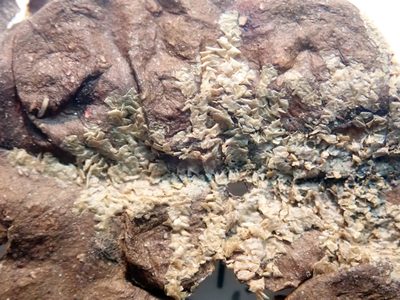Cololejeunea laevigata, photographed by Peter de Lange