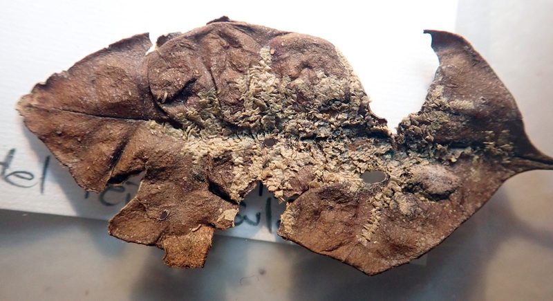 Cololejeunea laevigata, photographed by Peter de Lange