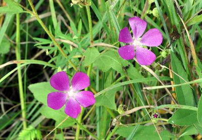 Callirhoe triangulata, photographed by aarongunnar