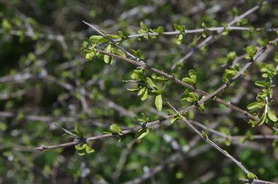 Citharexylum brachyanthum, photographed by Eric Knight