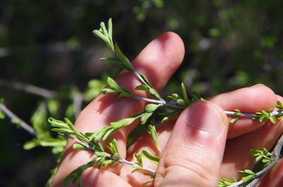 Citharexylum brachyanthum, photographed by Eric Knight