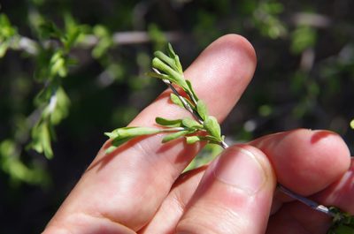 Citharexylum brachyanthum, photographed by Eric Knight