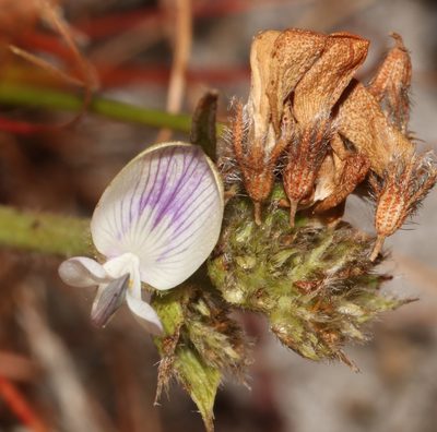 Psoralea ensifolia, photographed by Brian du Preez