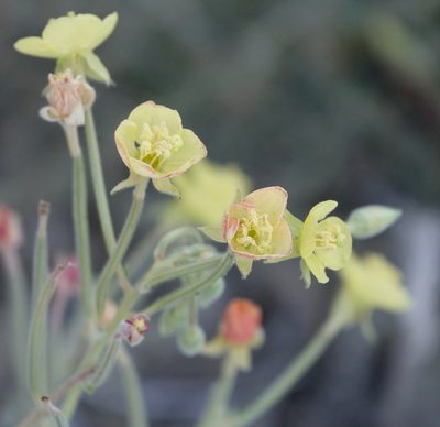 Chylismia cardiophylla, photographed by desertnaturalist