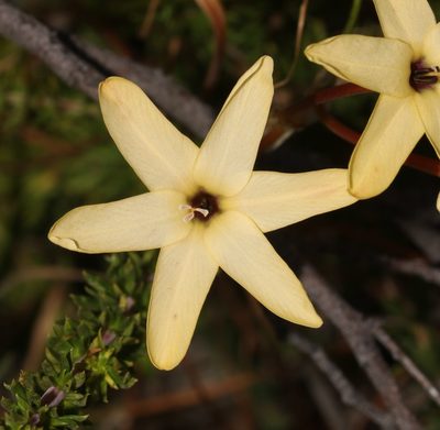 Ixia paniculata, photographed by Brian du Preez