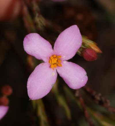 Lachnaea uniflora, photographed by Brian du Preez