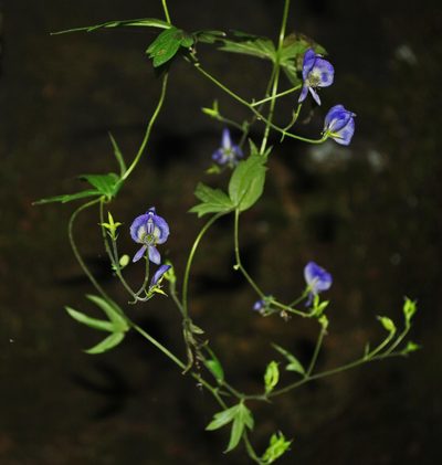 Aconitum noveboracense, photographed by aarongunnar