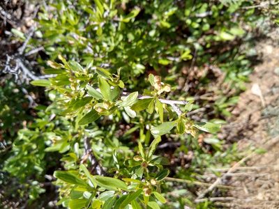 Peraphyllum ramosissimum, photographed by Chris Quirin
