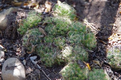 Mammillaria sphaerica, photographed by Eric Knight