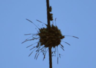 Tillandsia pedicellata, photographed by Benjamin Bender