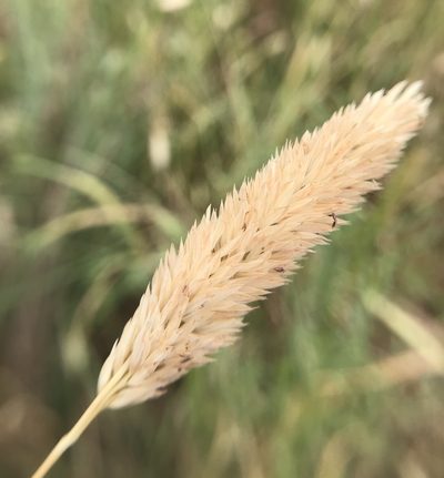 Phalaris caroliniana, photographed by IDClaire