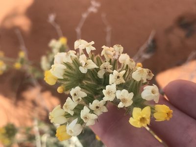 Oreocarya confertiflora, photographed by Stephanie Taylor