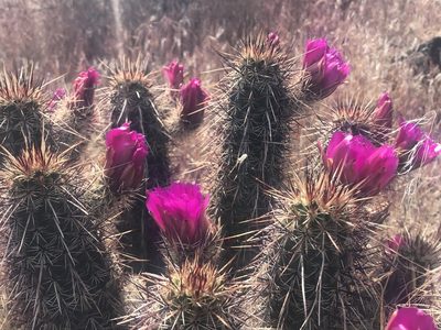 Echinocereus relictus, photographed by Stephanie Taylor