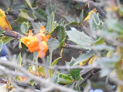 Berberis ilicifolia, photographed by María Regina Silva