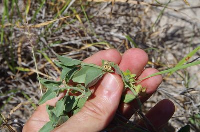Tetraclea coulteri, photographed by Eric Knight