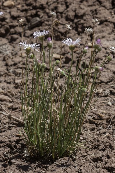 Erigeron pulcherrimus, photographed by Craig Martin