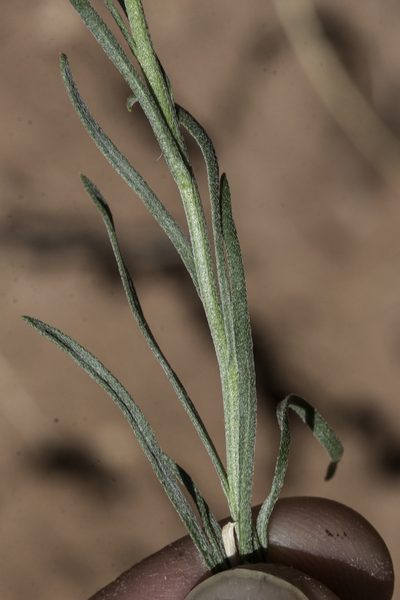 Erigeron pulcherrimus, photographed by Craig Martin