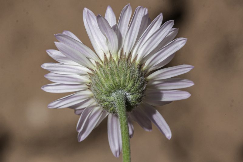 Erigeron pulcherrimus, photographed by Craig Martin