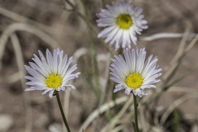 Erigeron pulcherrimus, photographed by Craig Martin