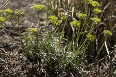 Cymopterus sessiliflorus, photographed by Craig Martin
