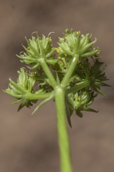 Cymopterus sessiliflorus, photographed by Craig Martin