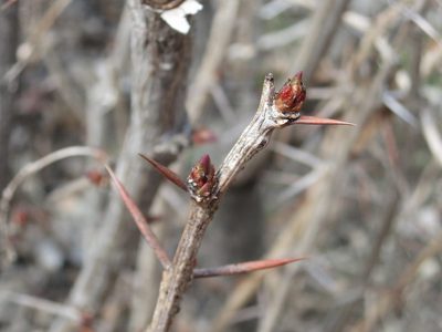 Berberis amurensis, photographed by Repina Tatyana