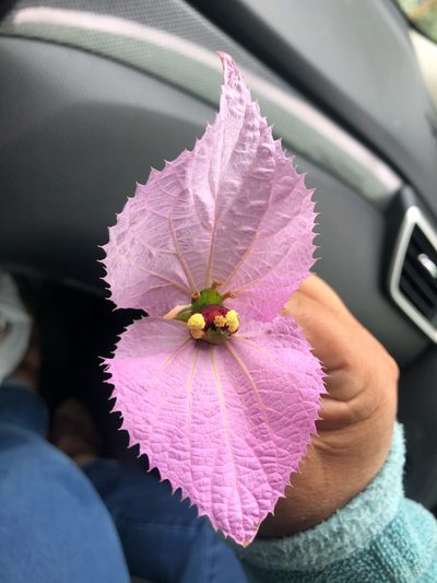Dalechampia aristolochiifolia, photographed by capacoscar