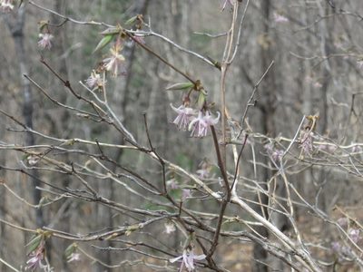 Lonicera praeflorens, photographed by Repina Tatyana
