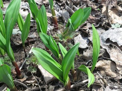 Allium ochotense, photographed by Repina Tatyana