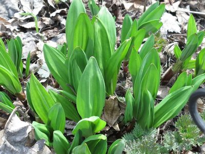 Allium ochotense, photographed by Repina Tatyana
