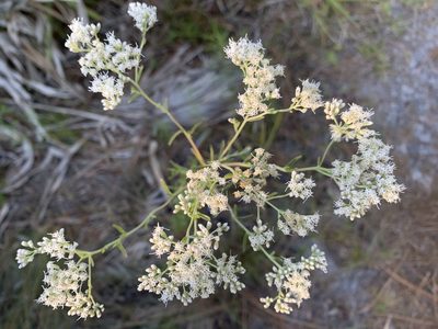 Eupatorium mohrii, photographed by mark-groeneveld