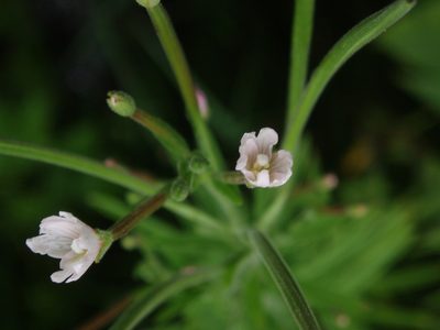 Epilobium densum, photographed by Summit Metro Parks