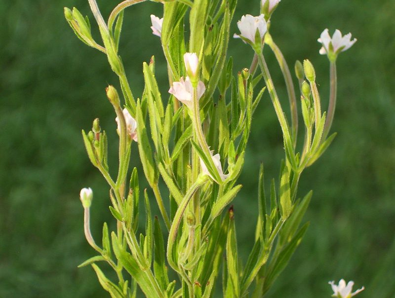 Epilobium densum, photographed by Summit Metro Parks