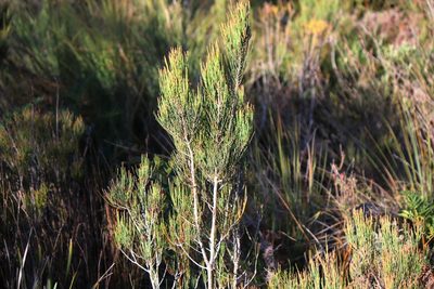 Allocasuarina monilifera