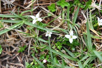 Arcytophyllum serpyllaceum, photographed by Neptalí Ramírez Marcial