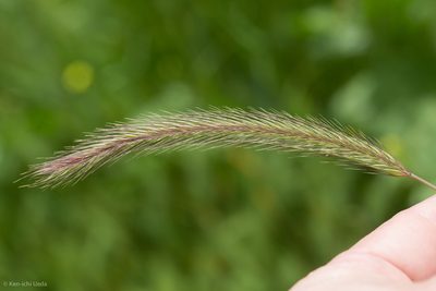 Hordeum brachyantherum, photographed by Ken-ichi Ueda